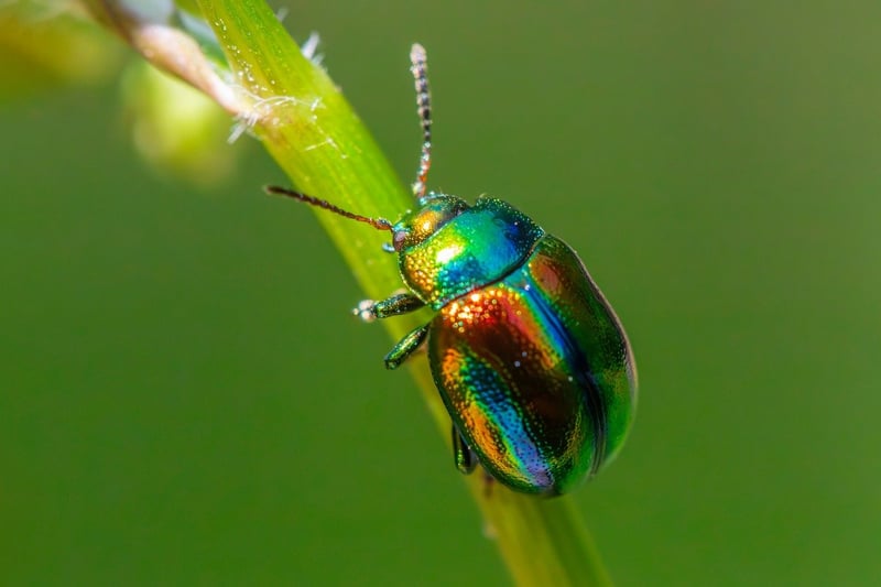 Dealing with Pests