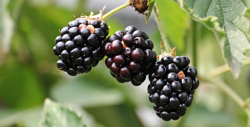 Edible Wall Gardens